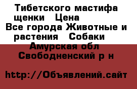  Тибетского мастифа щенки › Цена ­ 10 000 - Все города Животные и растения » Собаки   . Амурская обл.,Свободненский р-н